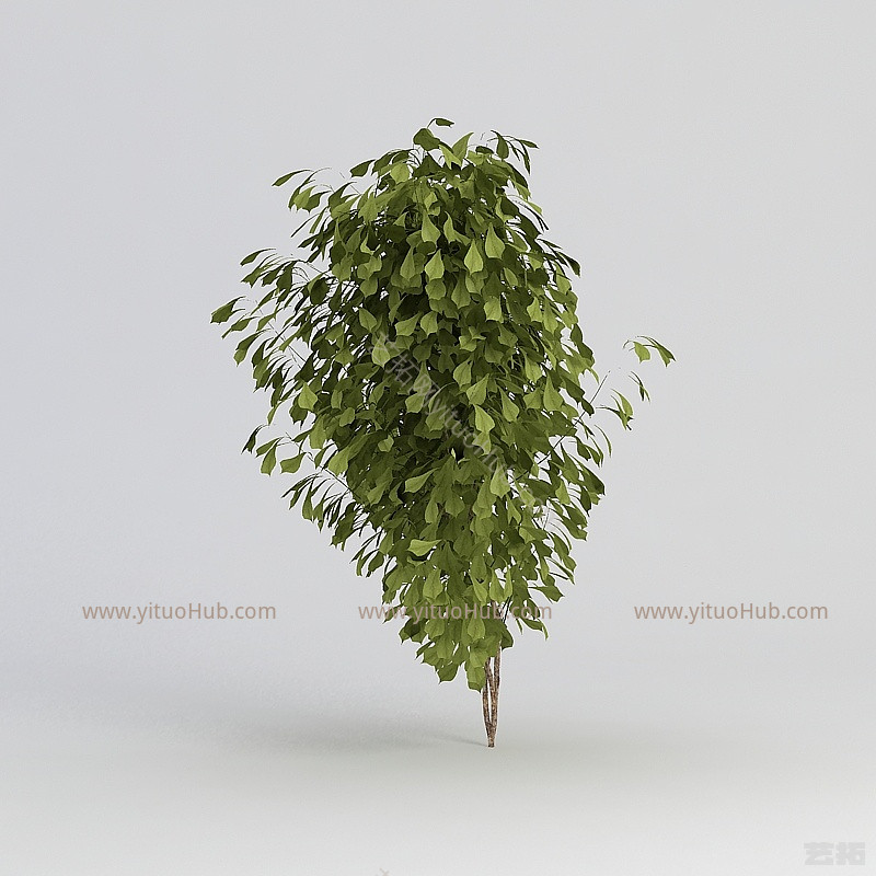 现代观赏绿植模型