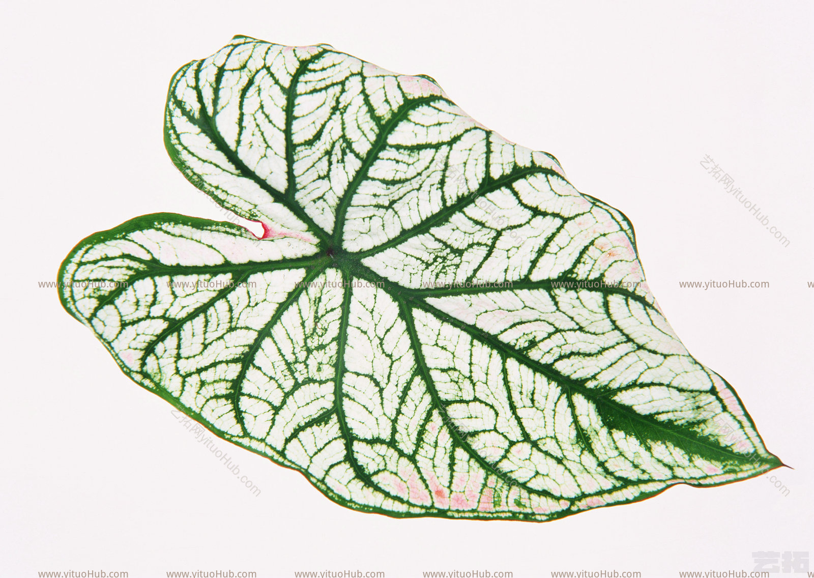植物绿叶绿叶 (309)绿叶 (309)