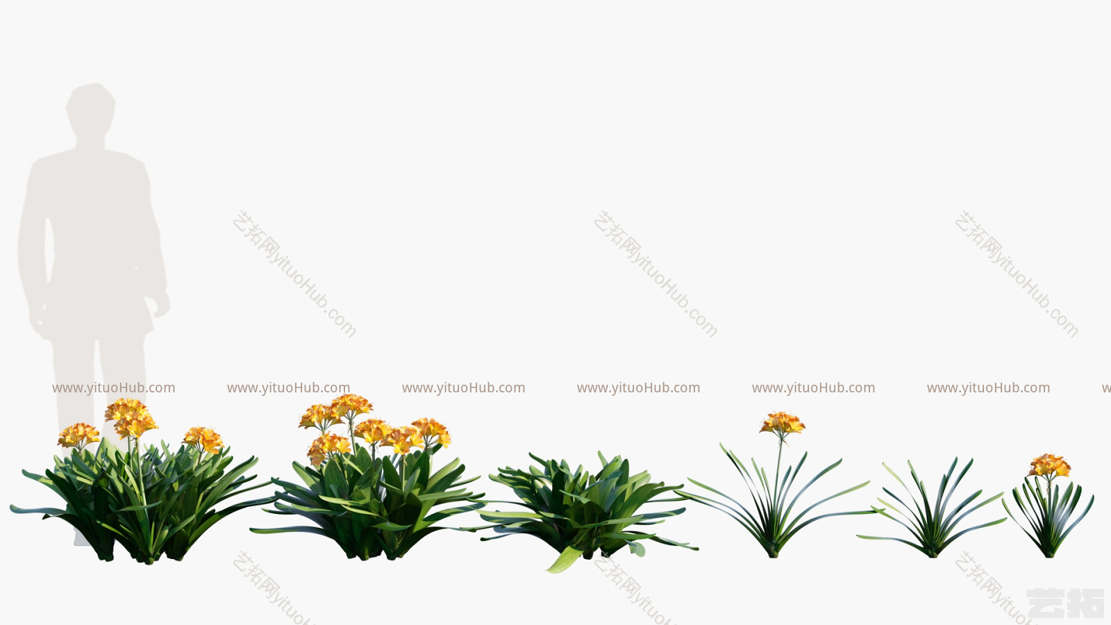花草 花卉