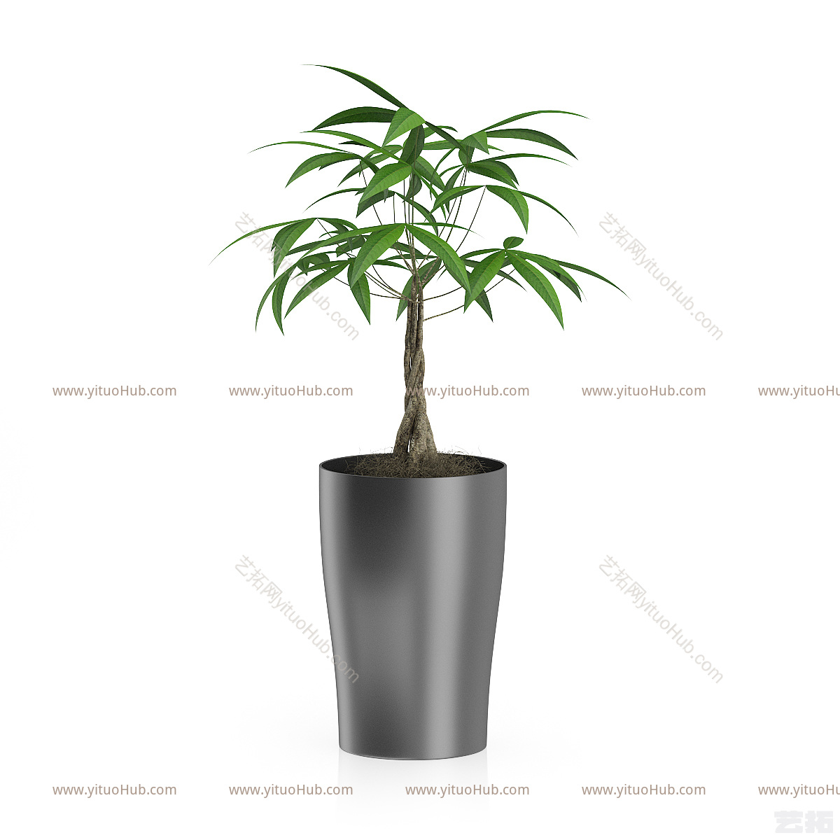 现代植物 盆栽 绿植 花卉