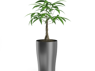 现代植物 盆栽 绿植 花卉