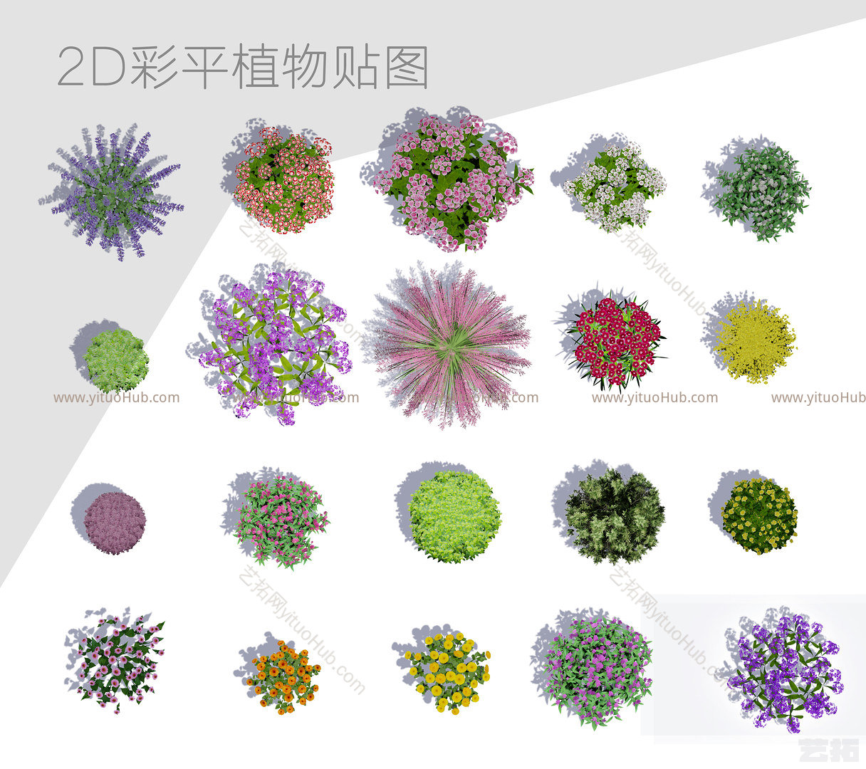 彩平植物