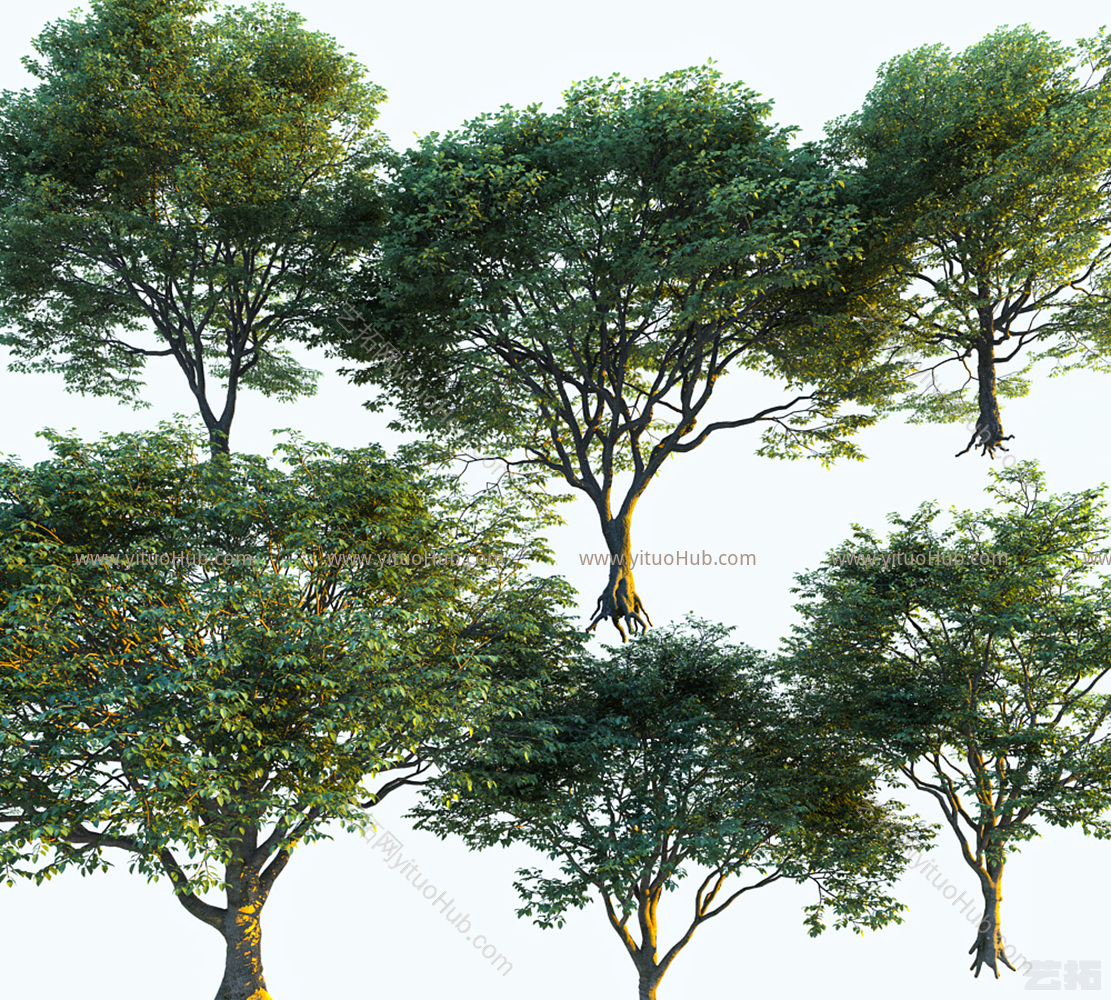 现代景观树3d