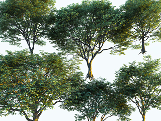 现代景观树3d