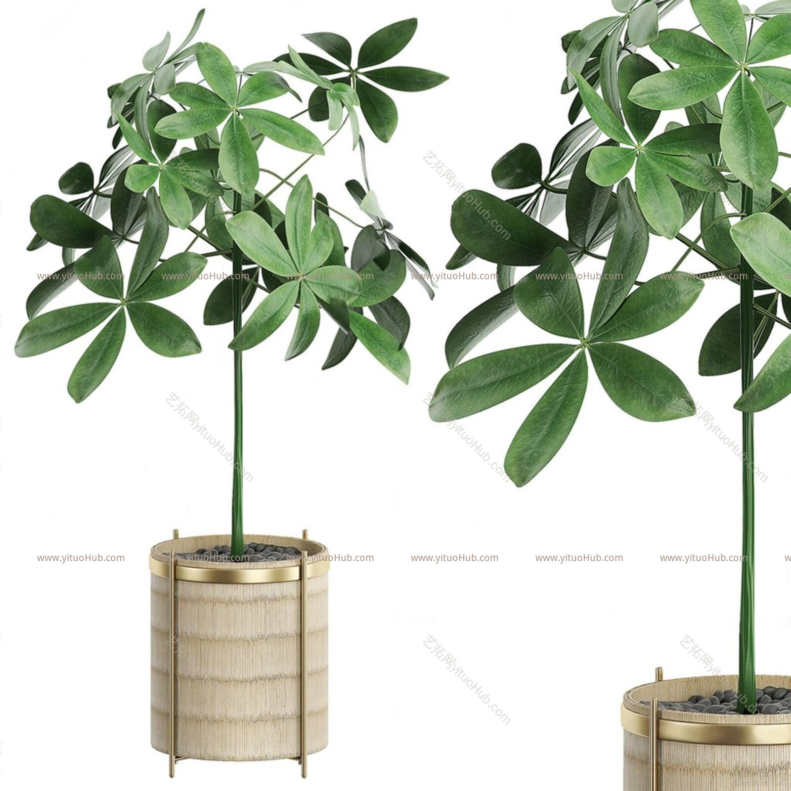 现代植物 盆栽 摆件