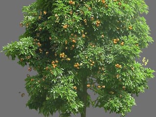 水果采摘园植物-海南红豆