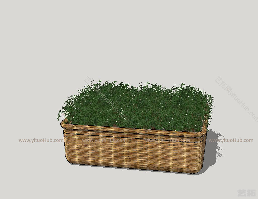 庭院植物 盆栽 绿植