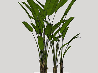 现代室内绿植盆栽