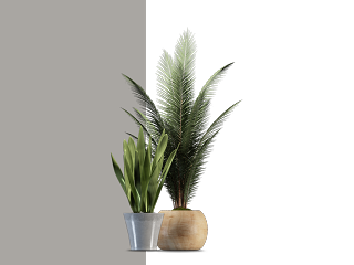 盆栽植物