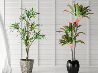 现代植物盆栽