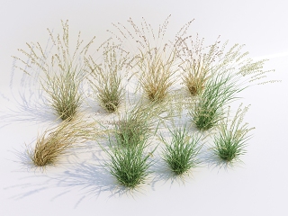 现代草 芦苇 小草 野草 绿植