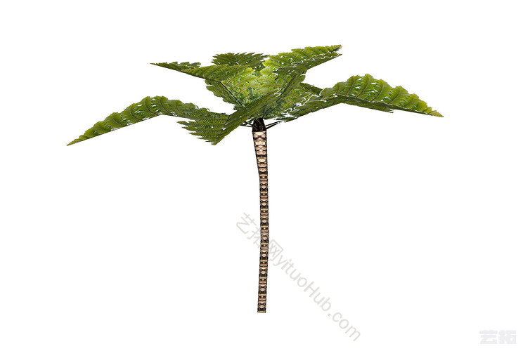 2D桫椤