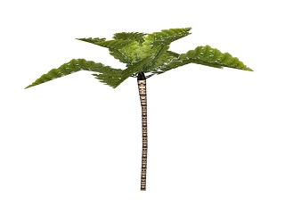 2D桫椤