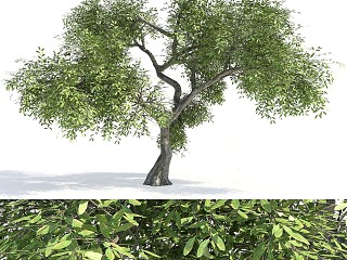 现代植物树木老树古树模型