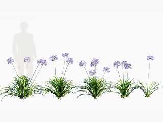 现代花