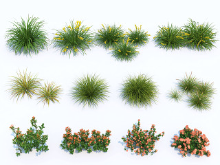 花草花卉 灌木 花草