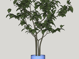 现代室内绿植盆栽