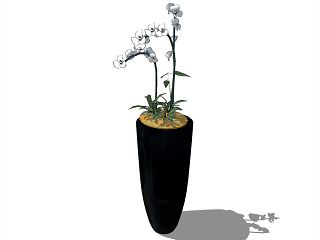 盆栽植物