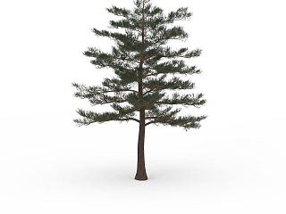 园区柏树模型