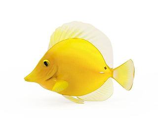 现代黄金鱼模型