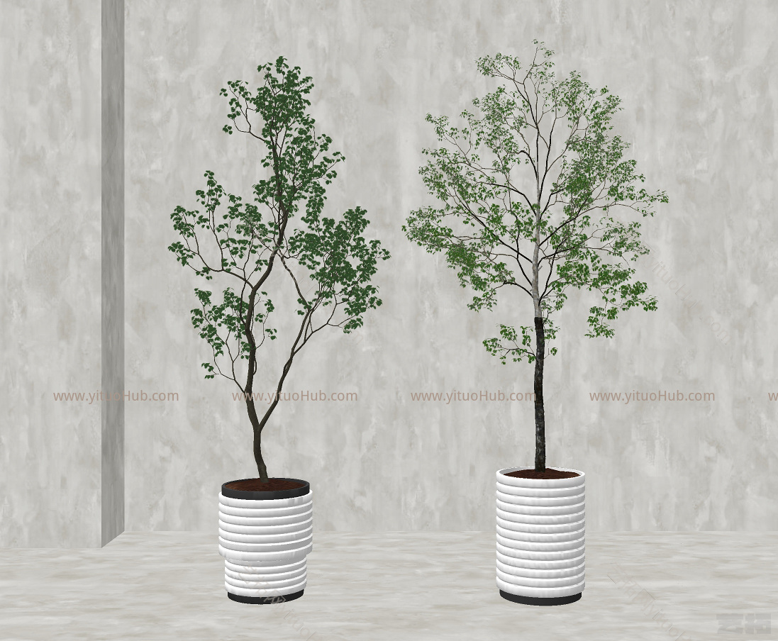 现代盆栽植物,绿植，