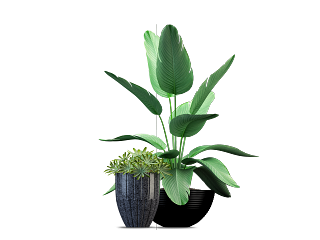 盆栽植物
