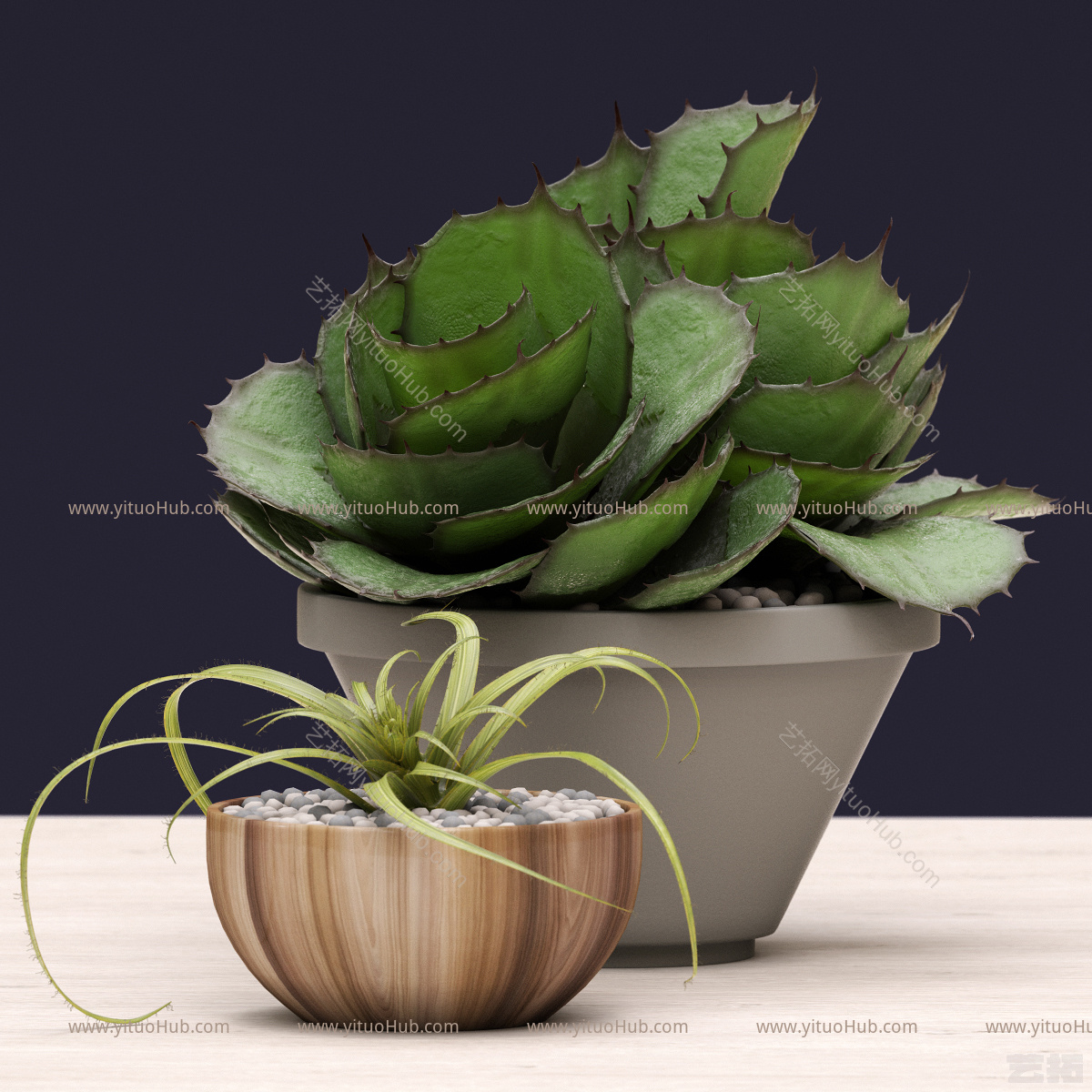 现代多肉植物  