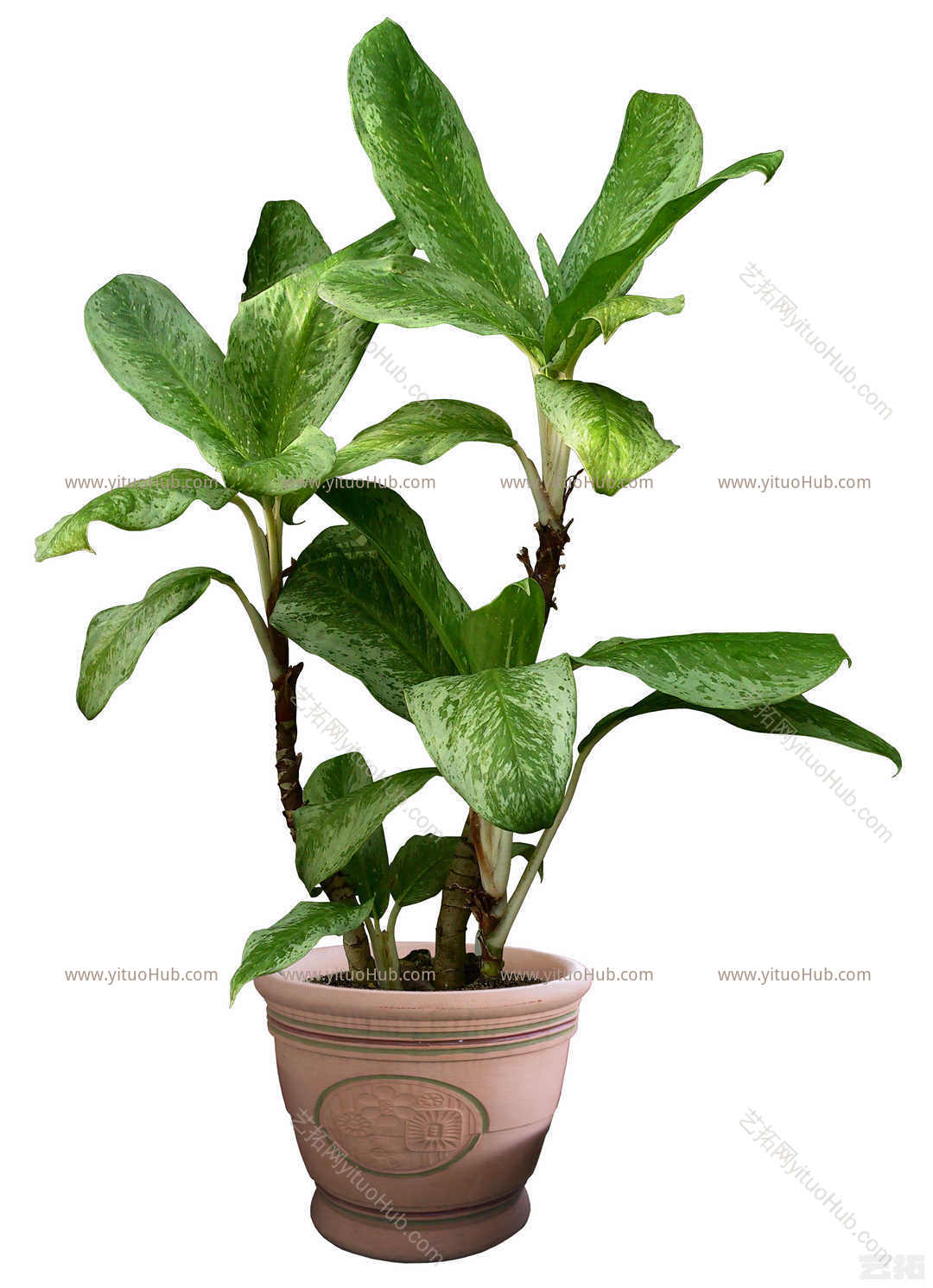 盆景植物-白肋万年青
