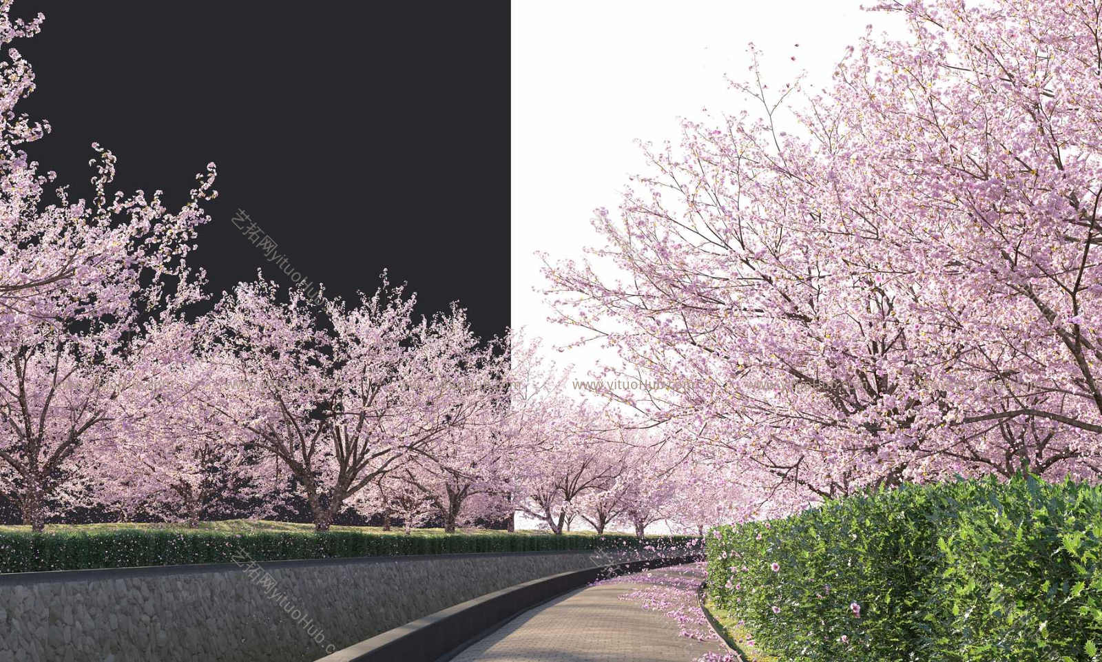 春季樱花飘落街景植物组合