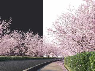 春季樱花飘落街景植物组合