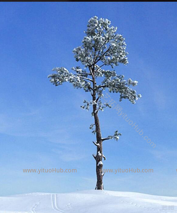现代雪景树