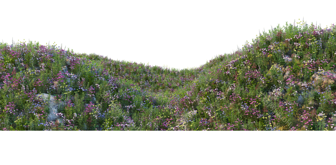 山野鲜花山坡草地