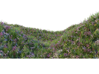 山野鲜花山坡草地