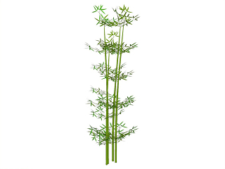 竹类植物