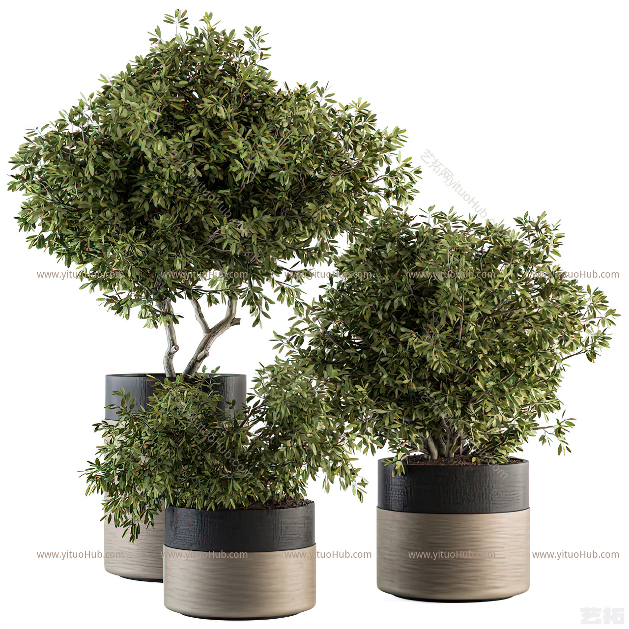 现代绿植盆栽