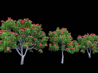 现代景观树3d