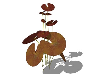 睡莲荷花