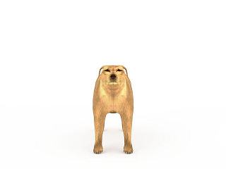 现代金毛寻回犬模型