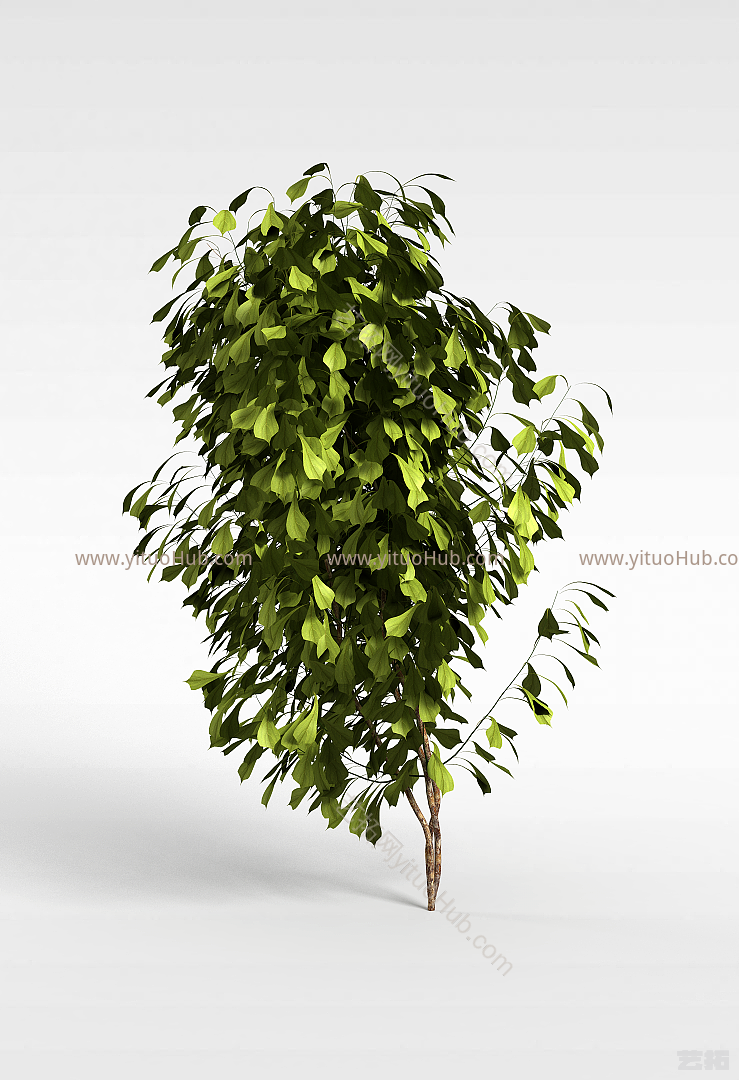 现代观赏绿植模型