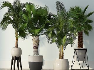 现代室内植物盆景组合模型