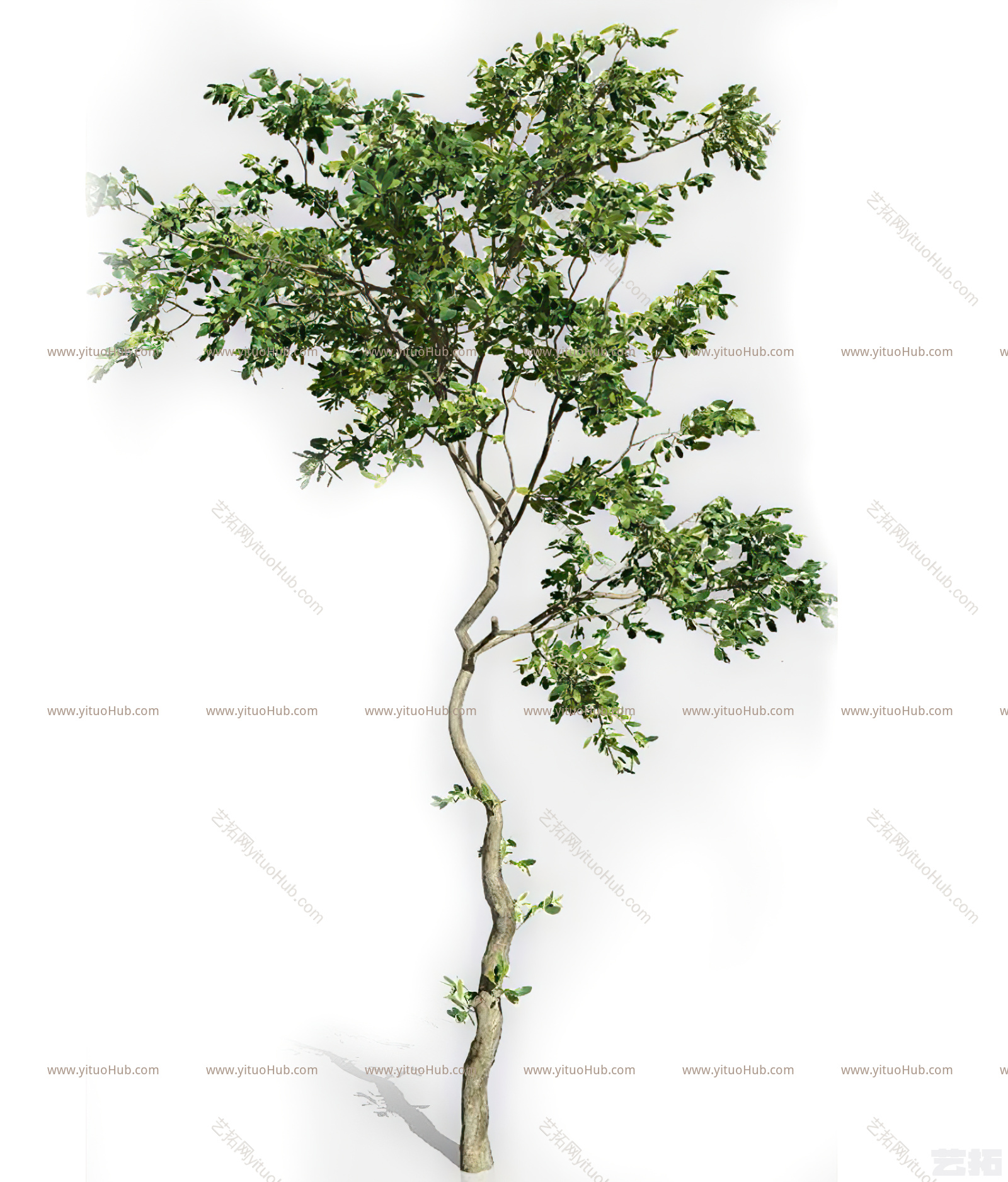 灌木 植物 树