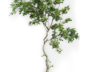灌木 植物 树