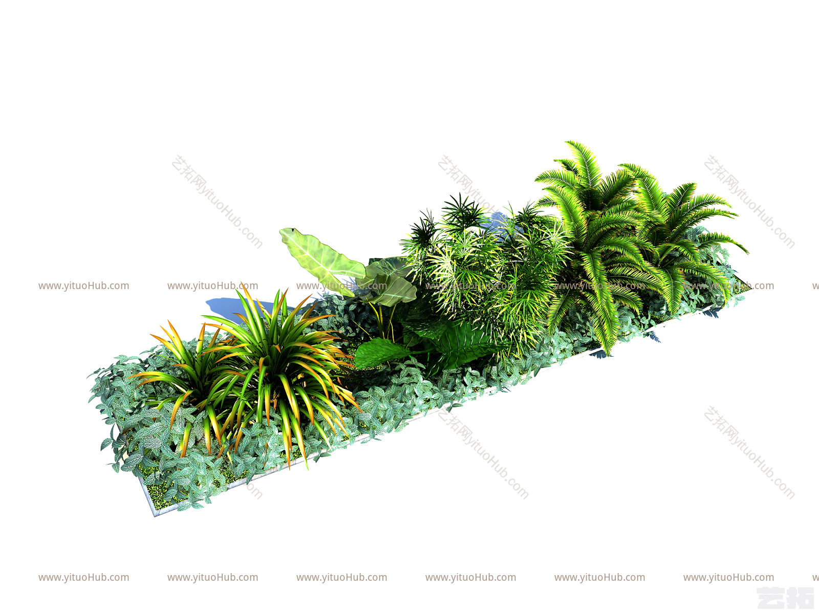 现代景观植物 灌木 滴水观音 景观小品