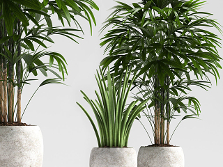 现代盆栽植物组合