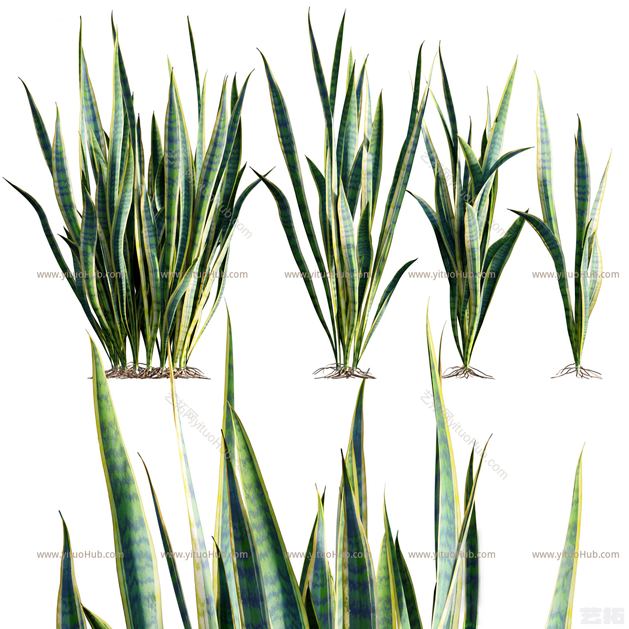 现代植物 虎尾兰 花草