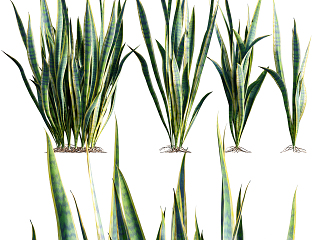 现代植物 虎尾兰 花草