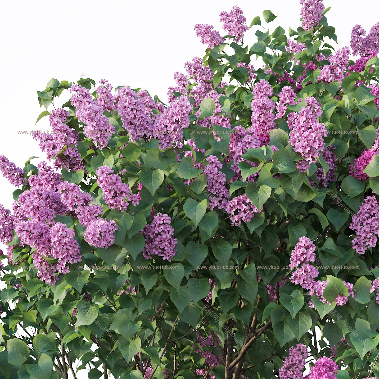 现代丁香树 丁香花 紫薇树