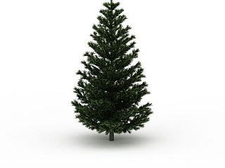 现代植物松柏模型
