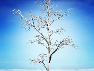 雪地枯枝植物 枯木 雪地植物