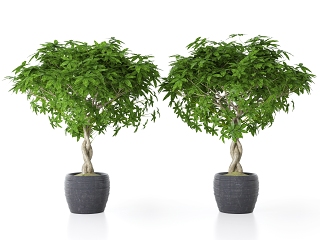 现代风格绿植 植物 盆栽